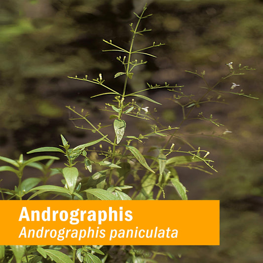 Dropper releases Andrographis extract for quick, rapidly absorbed liquid form.