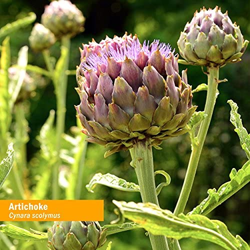 Organic farm field of artichoke plants cultivated by Herb Pharm.