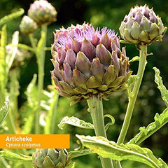 Organic farm field of artichoke plants cultivated by Herb Pharm.
