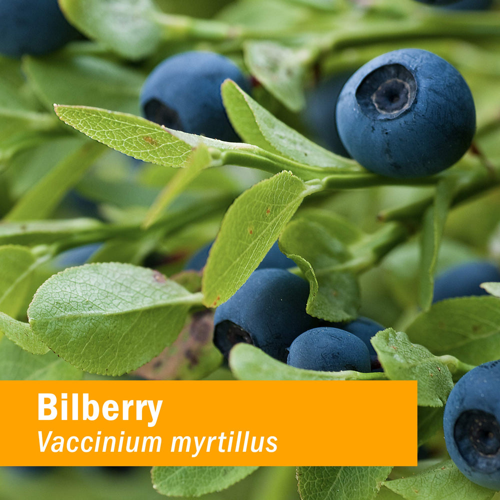 Close-up of the dropper releasing Bilberry liquid extract for easy dosing.