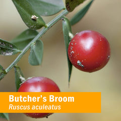 Rhizome being harvested for Butcher's Broom extraction.