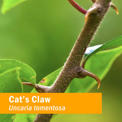 Herb Pharm Cat's Claw dropper dispensing for quick absorption