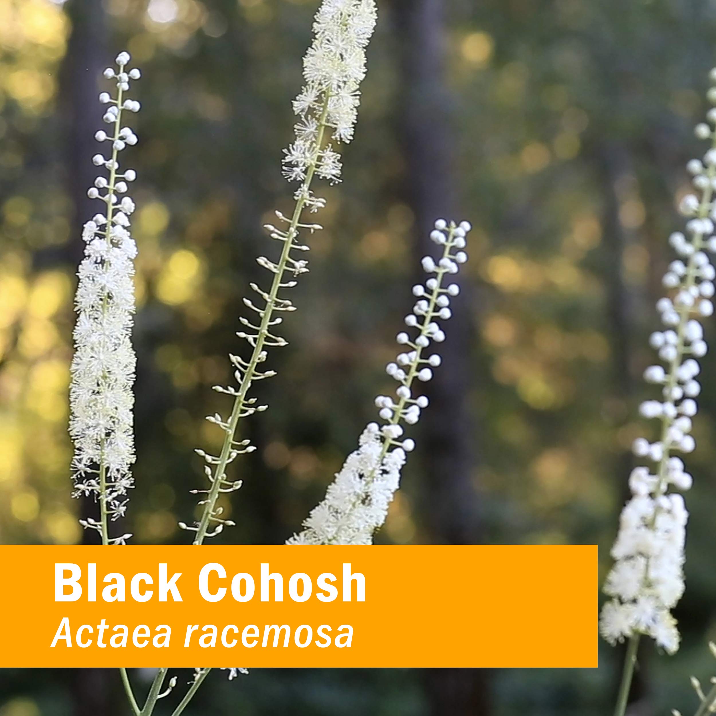 Herb Pharm certified organic Black Cohosh extract highlights purity and sustainable sourcing.