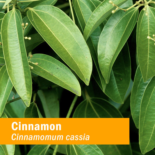 Pouring Herb Pharm Cinnamon liquid extract for quick daily dosing.