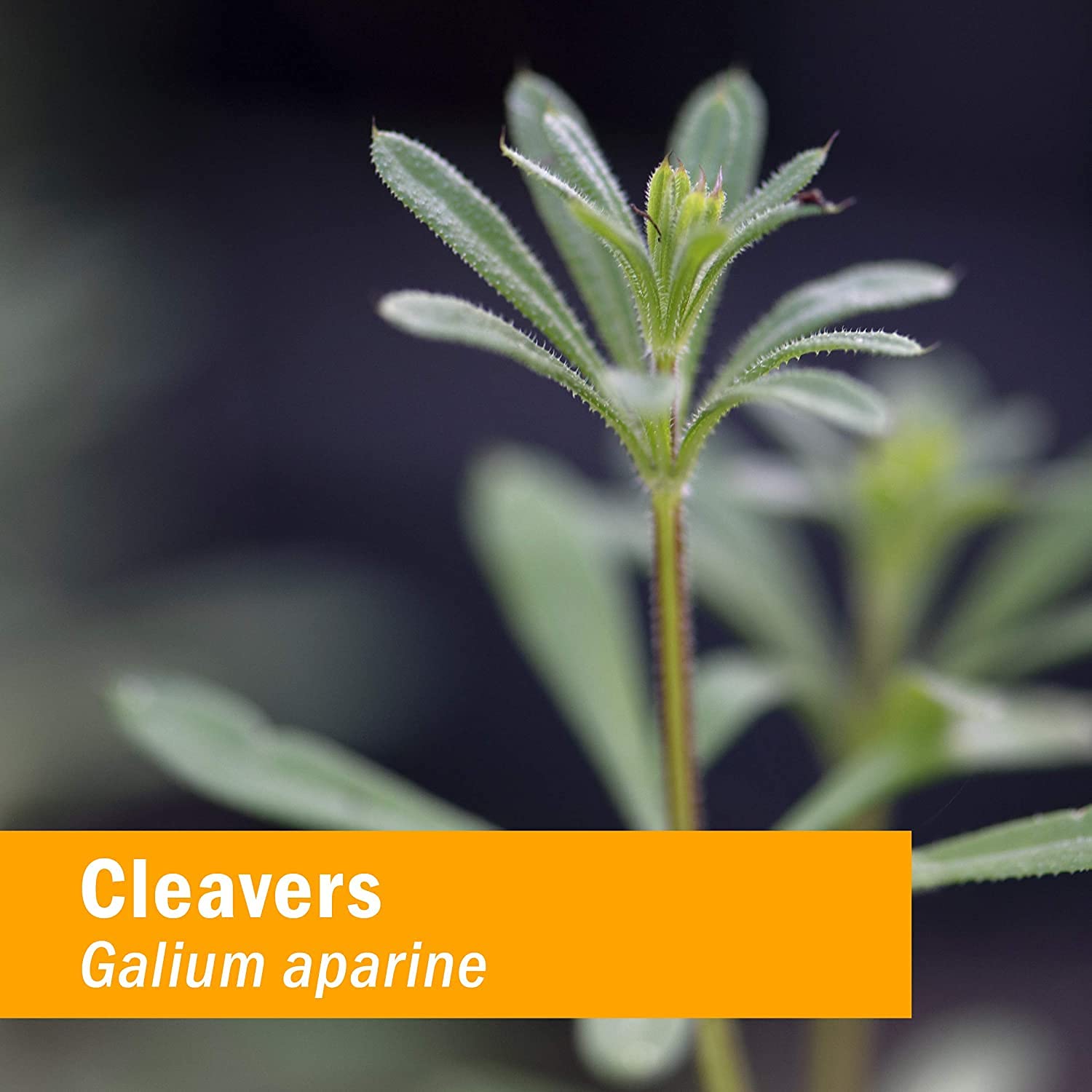 Pouring Cleavers Liquid Extract from a Herb Pharm bottle.