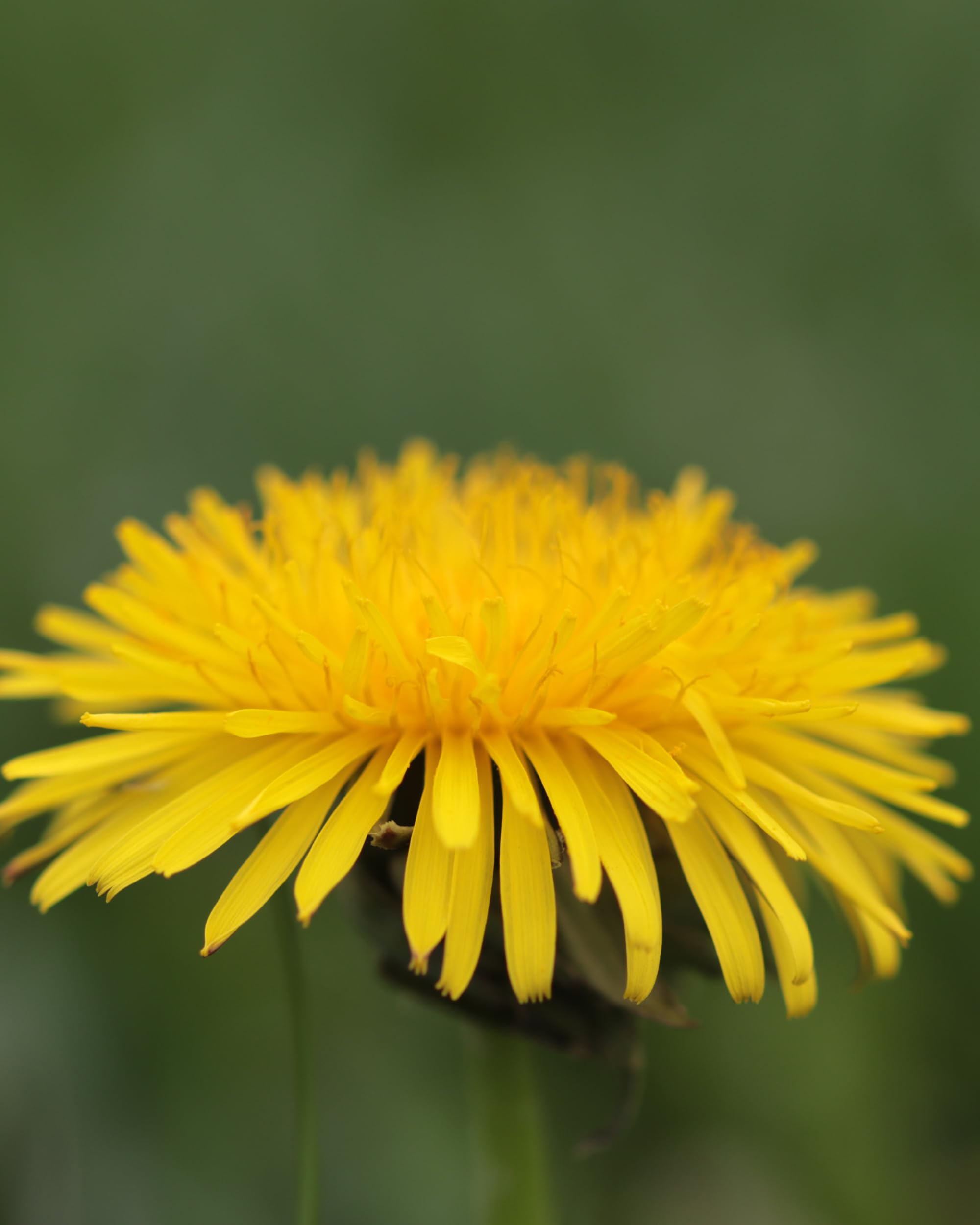 Fresh dandelion plants on Herb Pharm's Oregon farm.