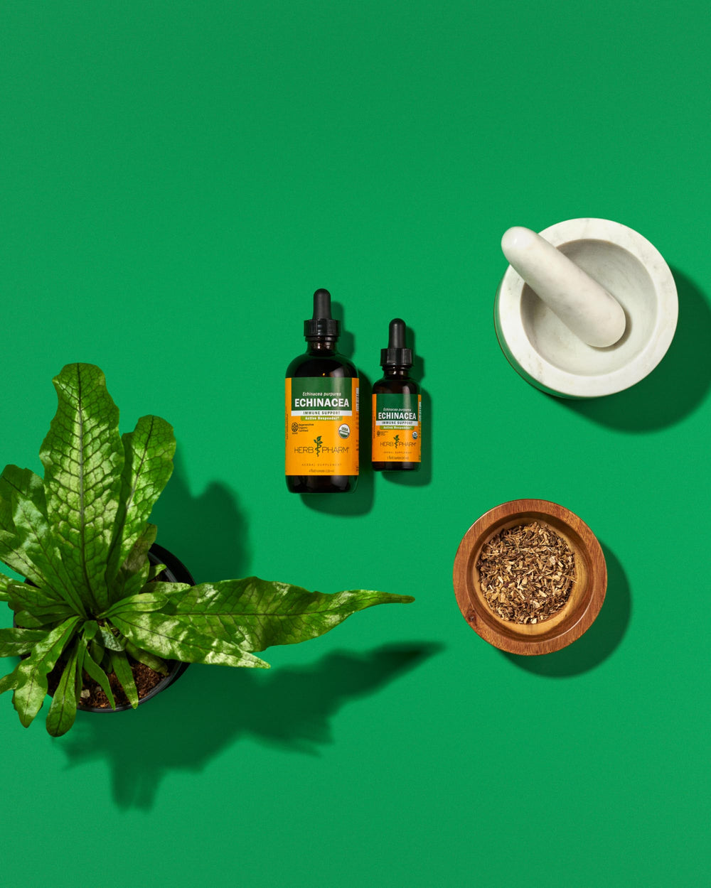 Herb Pharm Echinacea Root Extract dropper for quick use