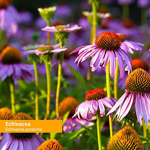 Herb Pharm Echinacea Root Ingredients Label closeup