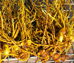 Southern Oregon farm scene for Goldenseal cultivation.