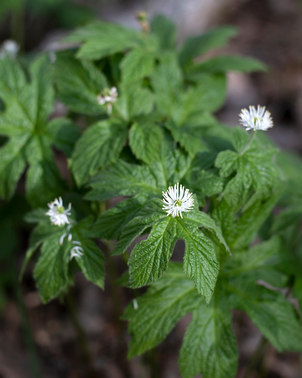 Vegan, non-GMO, gluten-free badge on Herb Pharm Goldenseal.