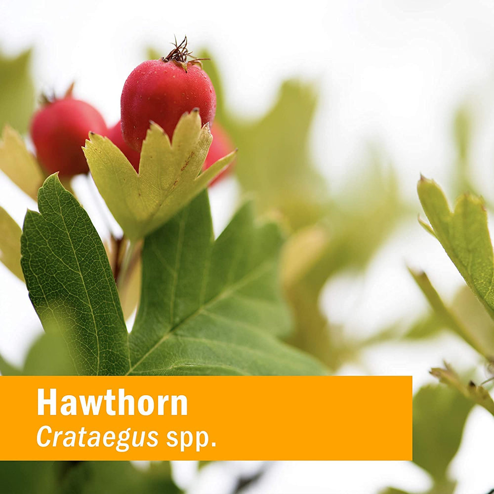 Close-up label of Hawthorn Blend confirms organic and non-GMO.