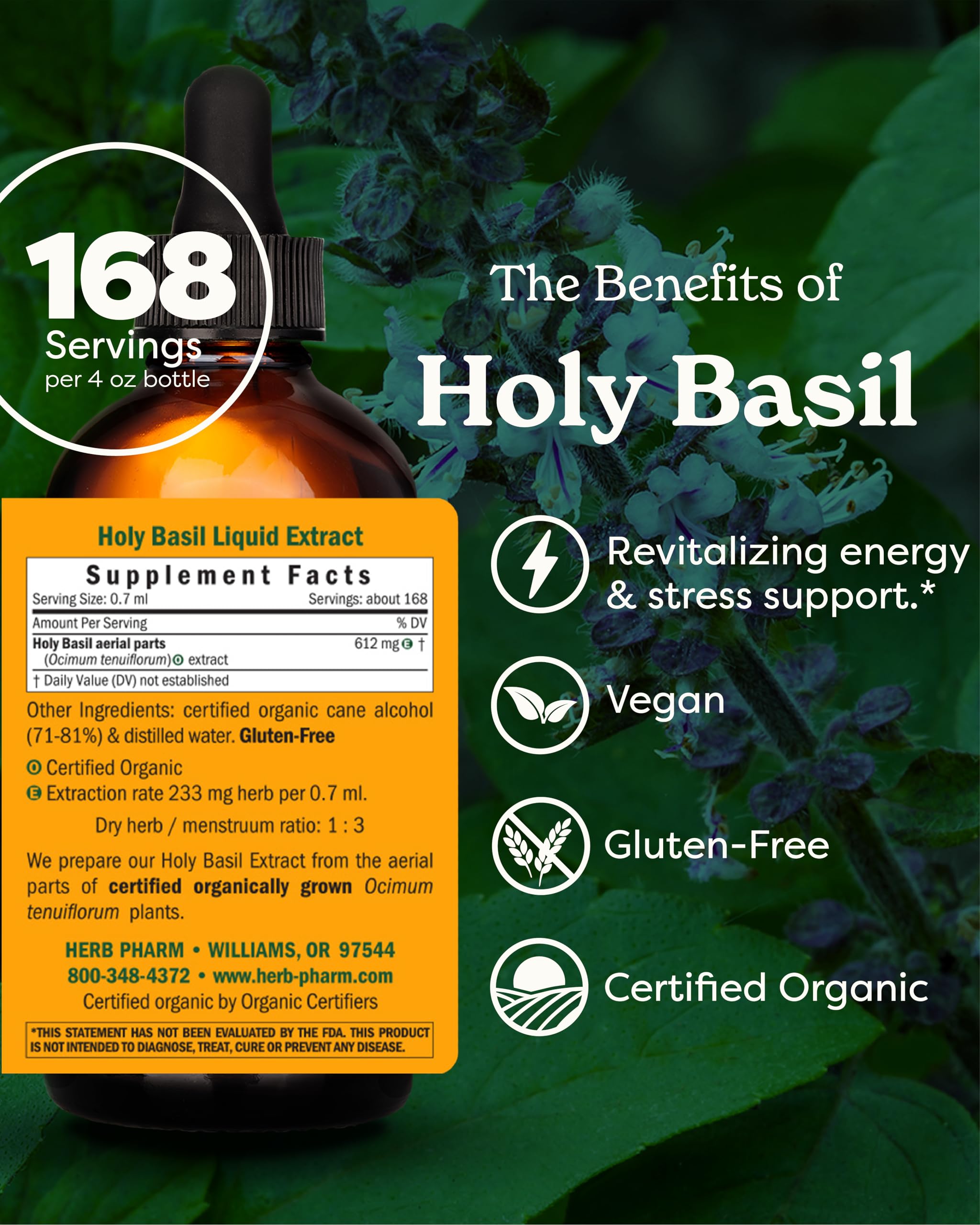 Holy Basil leaves close-up from organic fields for vitality support.