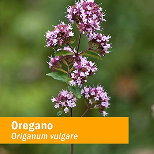 Herb Pharm Oregano Spirits packaging display featuring product details.