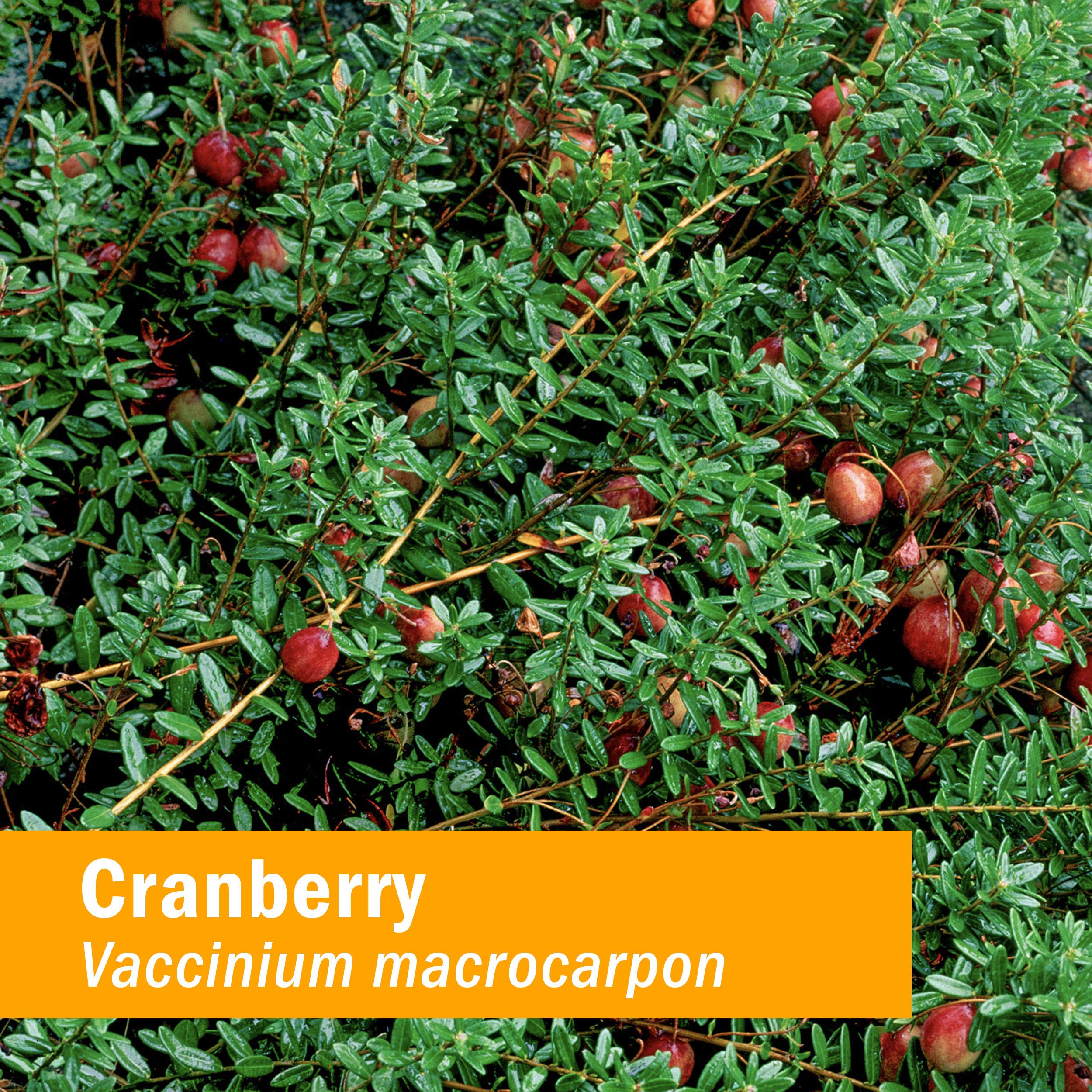 Herb Pharm organic cranberry berries ripe harvest highlight organic sourcing.