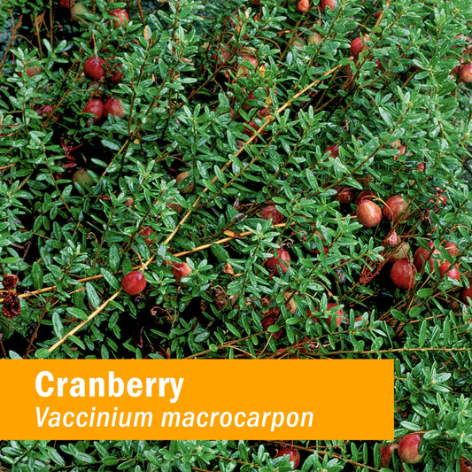 Herb Pharm organic cranberry berries ripe harvest highlight organic sourcing.