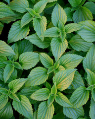 Herb Pharm Peppermint Spirits drops close-up reveals tincture clarity for easy dosing.