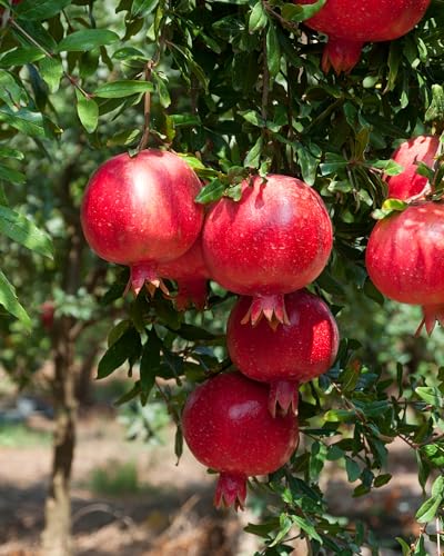 Whole fruit illustration to emphasize the fruit-derived extract