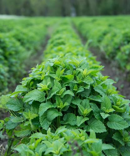 Pouring lemon balm extract into a glass of water