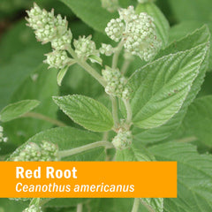 Close-up of Herb Pharm Red Root label highlighting sustainable sourcing