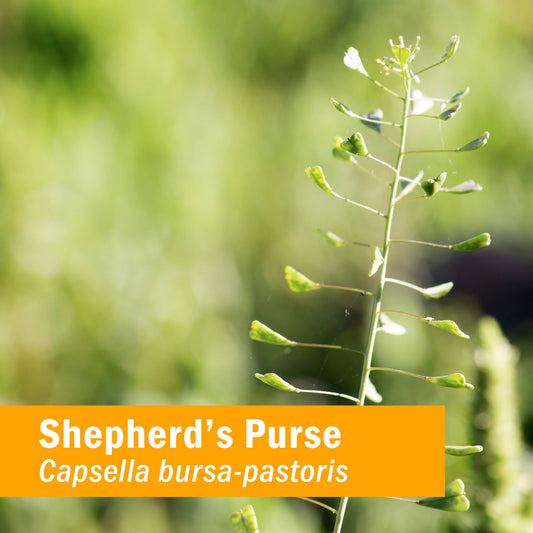 Herb Pharm Shepherd's Purse bottle pour demonstrates precise dosing.