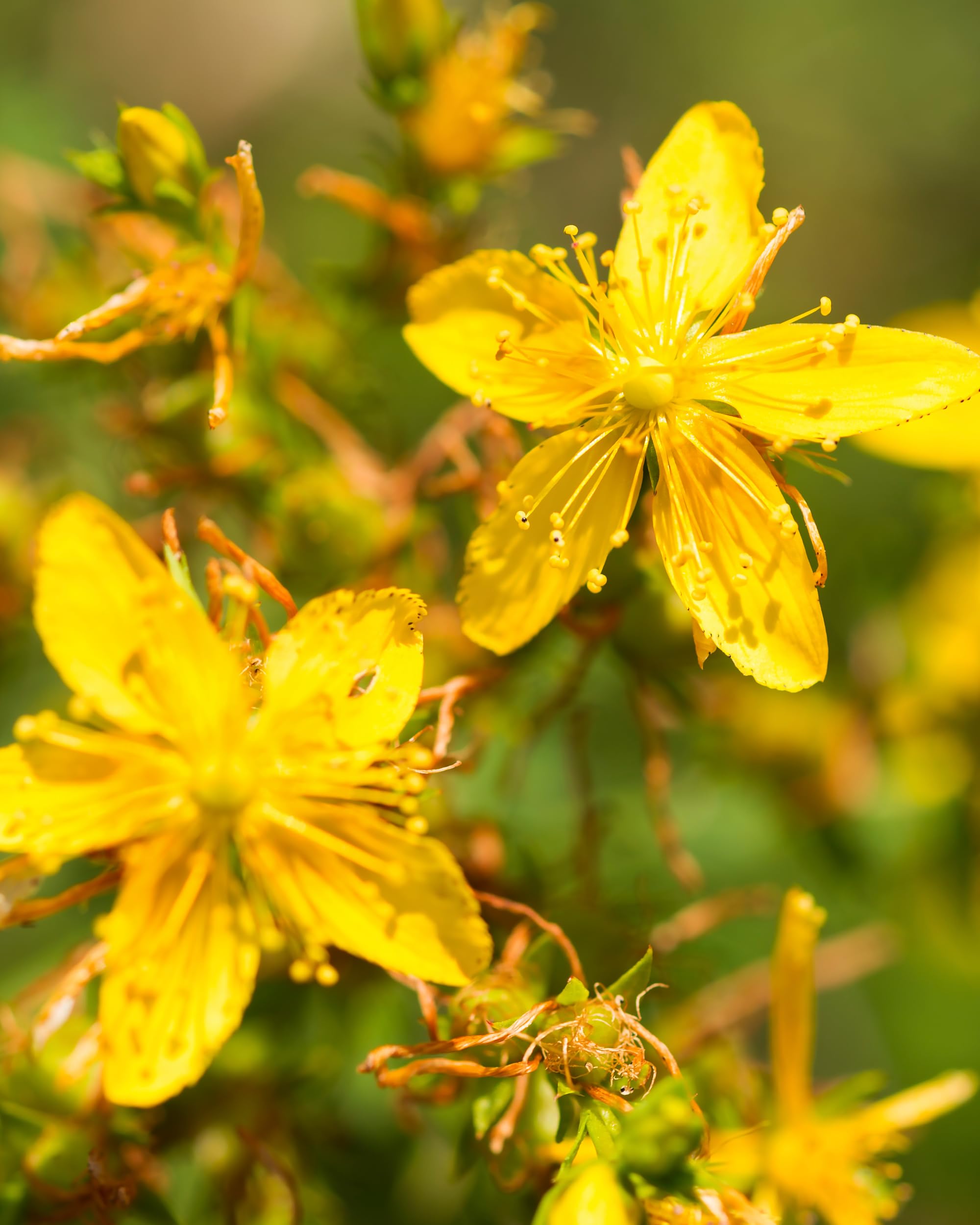 Cane alcohol base of Herb Pharm St. John's Wort extract.