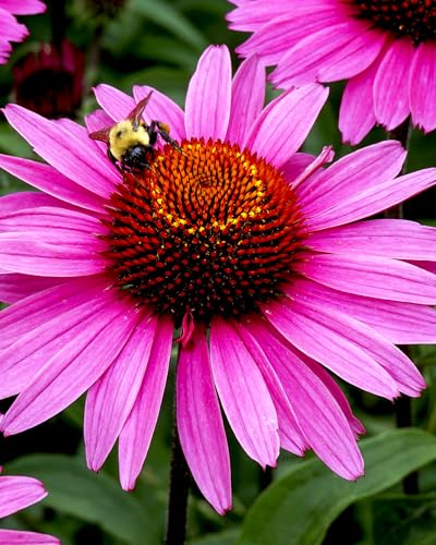 Herb Pharm Super Echinacea extraction with organic cane alcohol preserves phytochemicals.