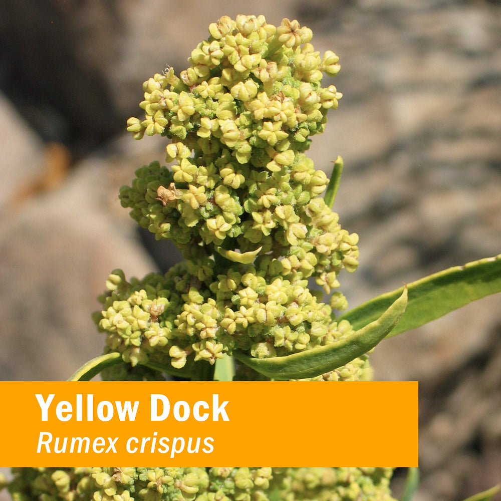Herb Pharm Yellow Dock extract dropper highlighting convenient tincture delivery.