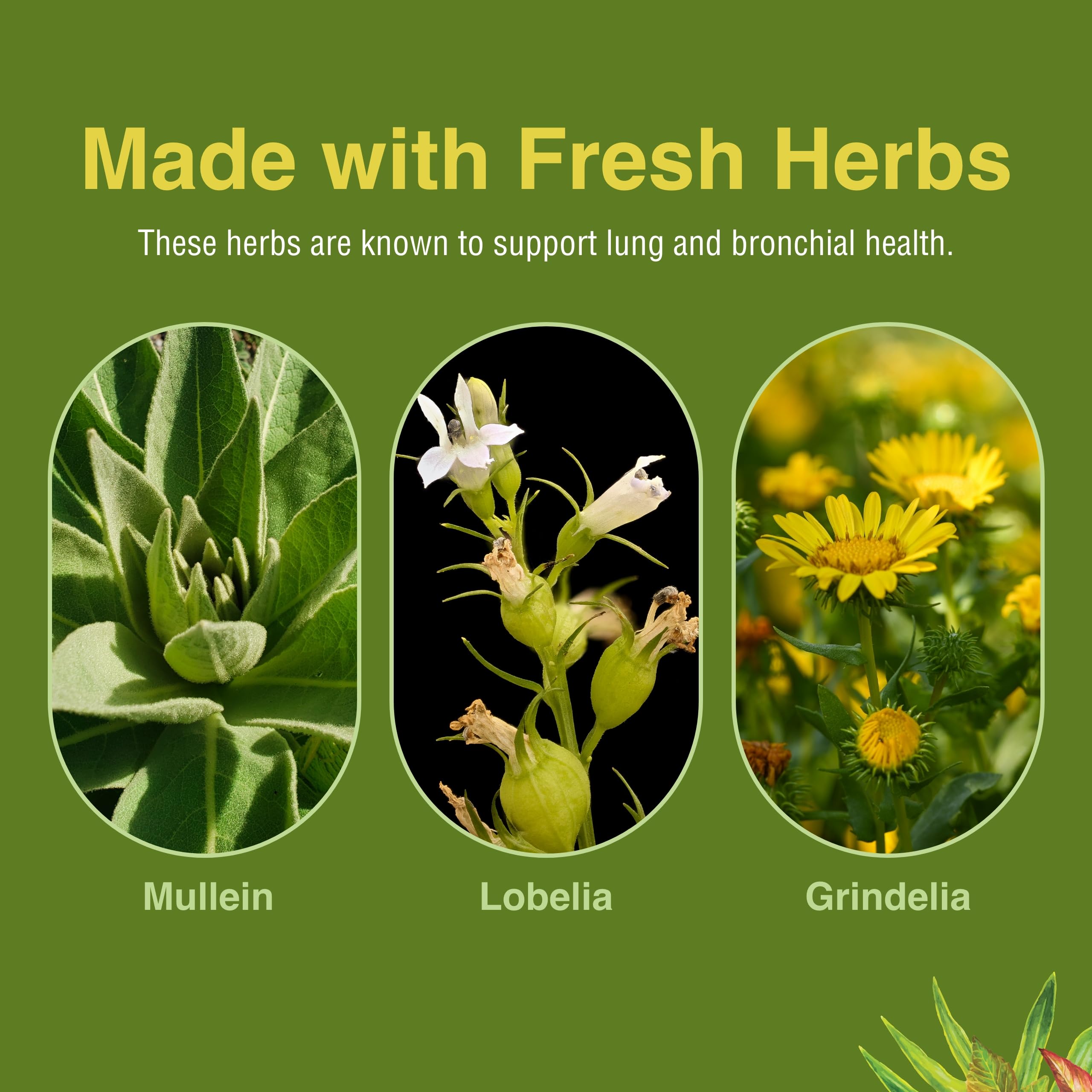 Herbs Etc. Lung Tonic dosage card shows three softgels daily for routine support.