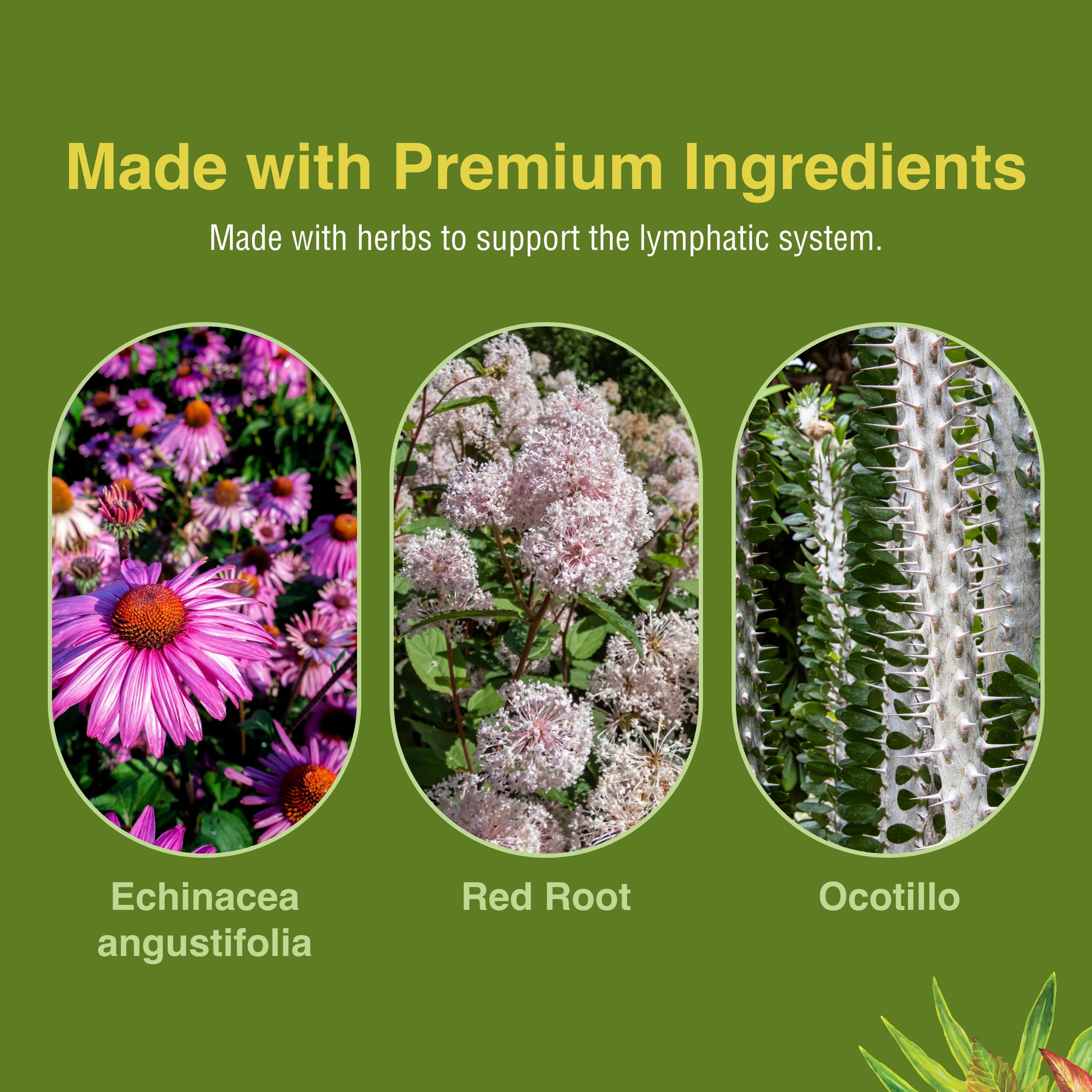 Herbs Etc. Lymphatonic organic ingredients label underscores quality sourcing.