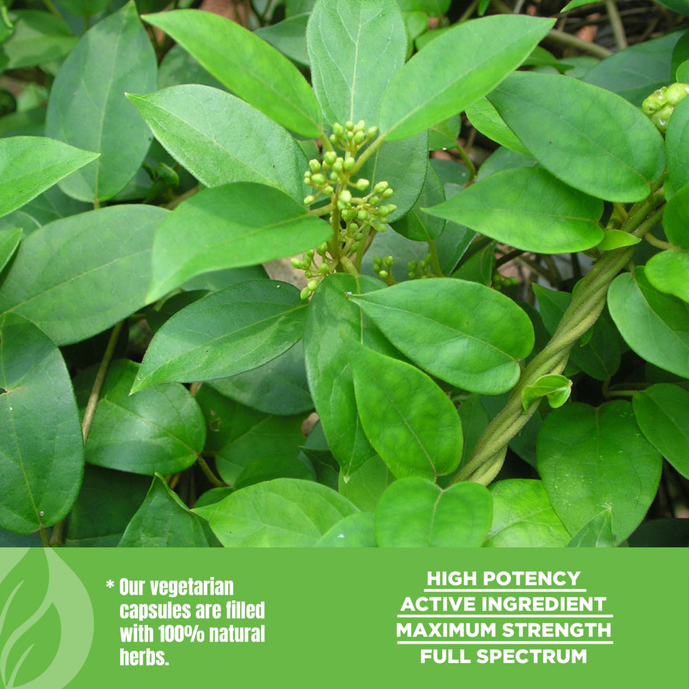 Herbsforever Gurmar packaging close-up communicates purity and tradition.