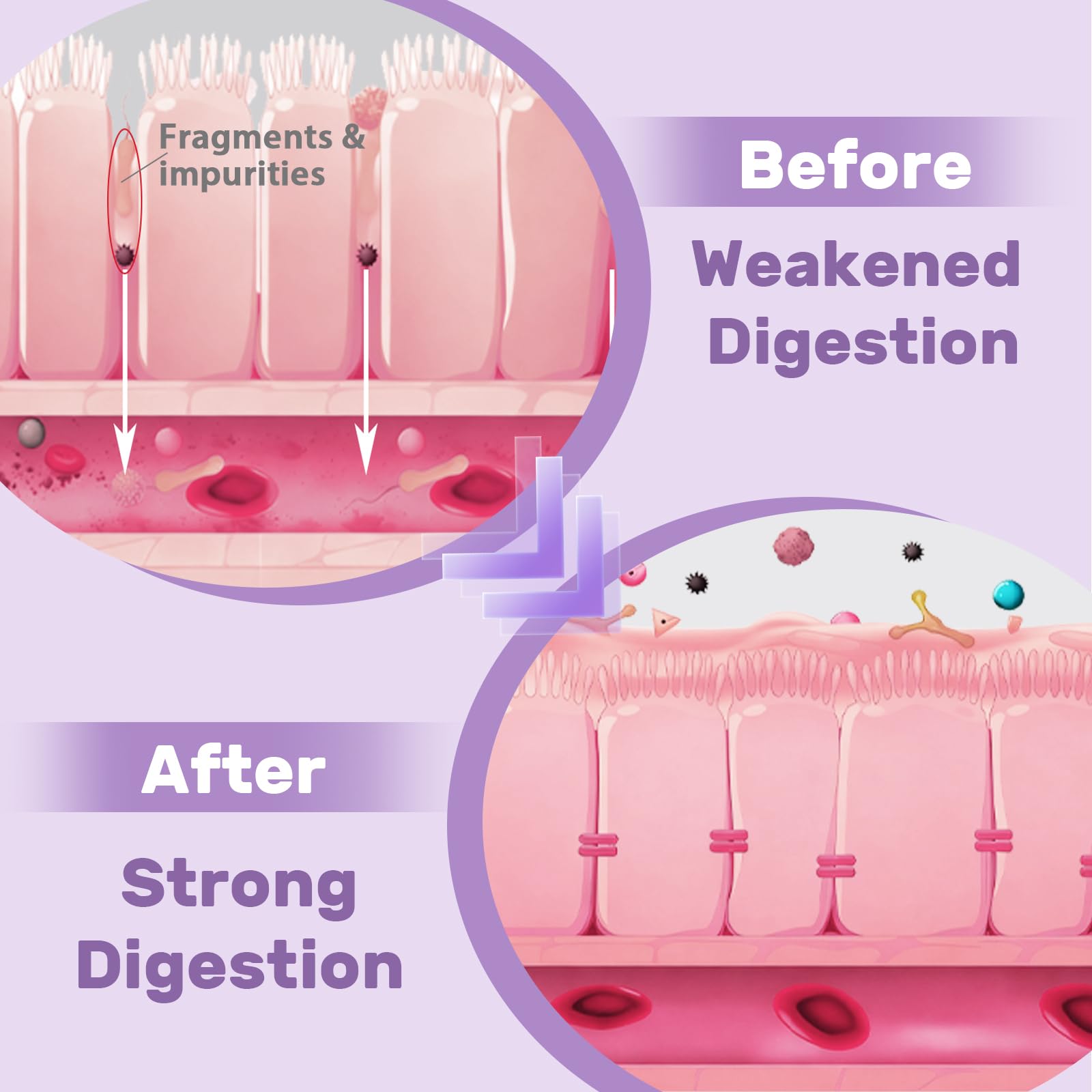 Hesperilyntis marshmallow root component contributes to gut comfort.
