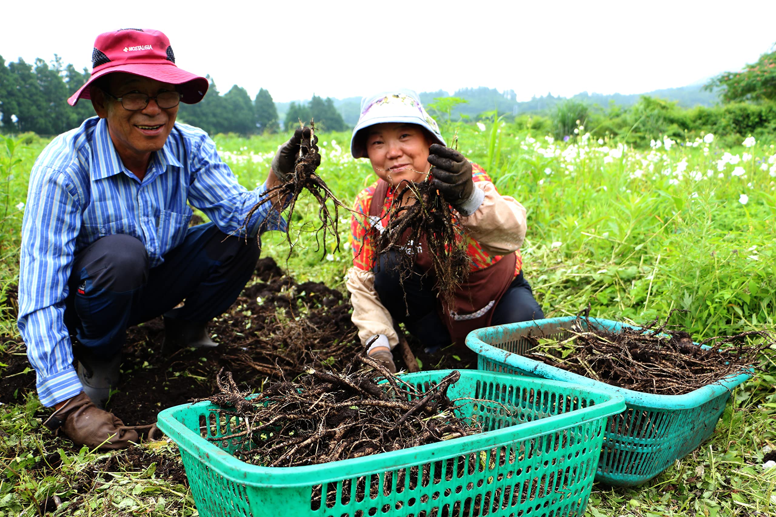 H HEBLIS six-herb blend label features Siberian Ginseng to Red Ginseng.