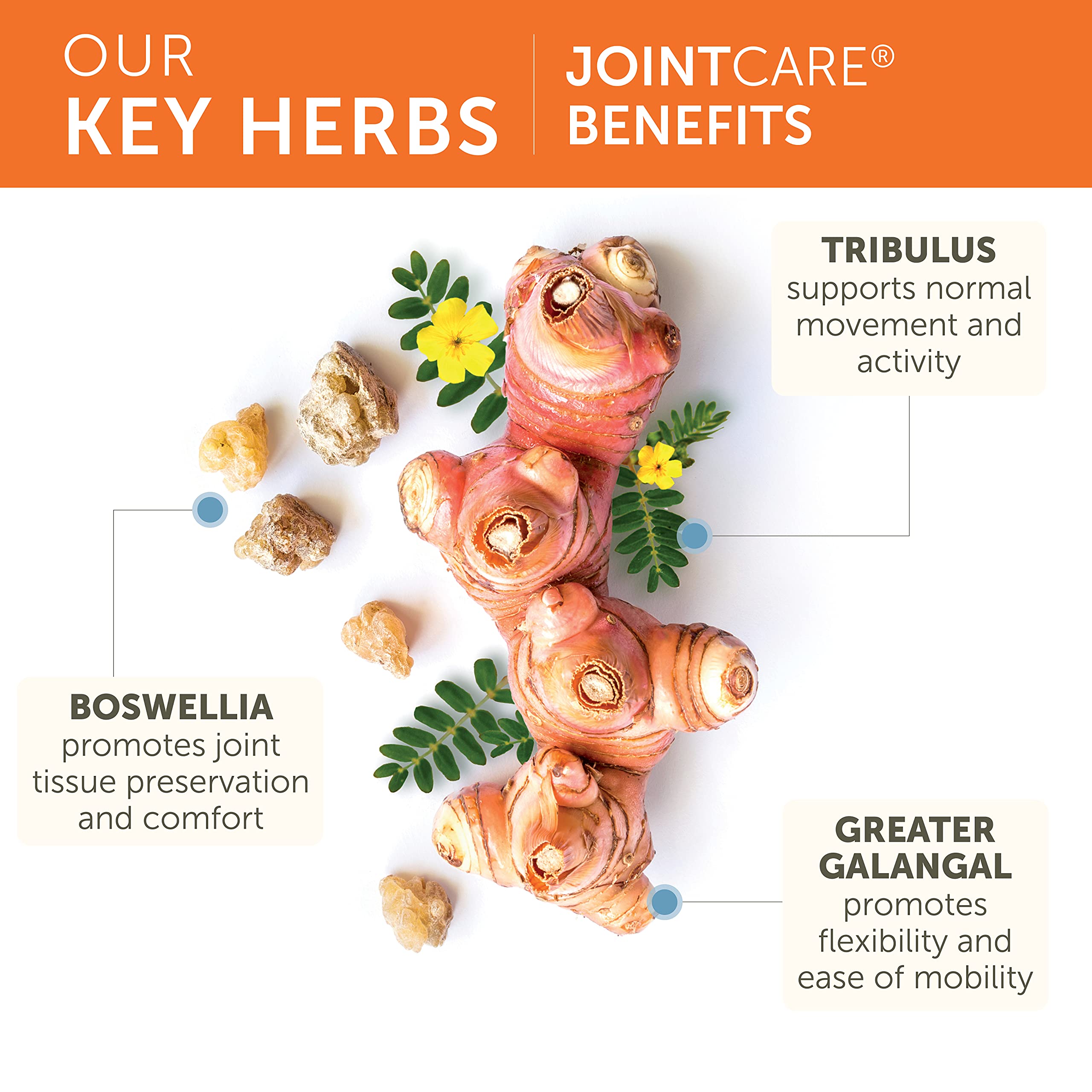 Himalaya JointCare label closeup with ingredients and safety notes