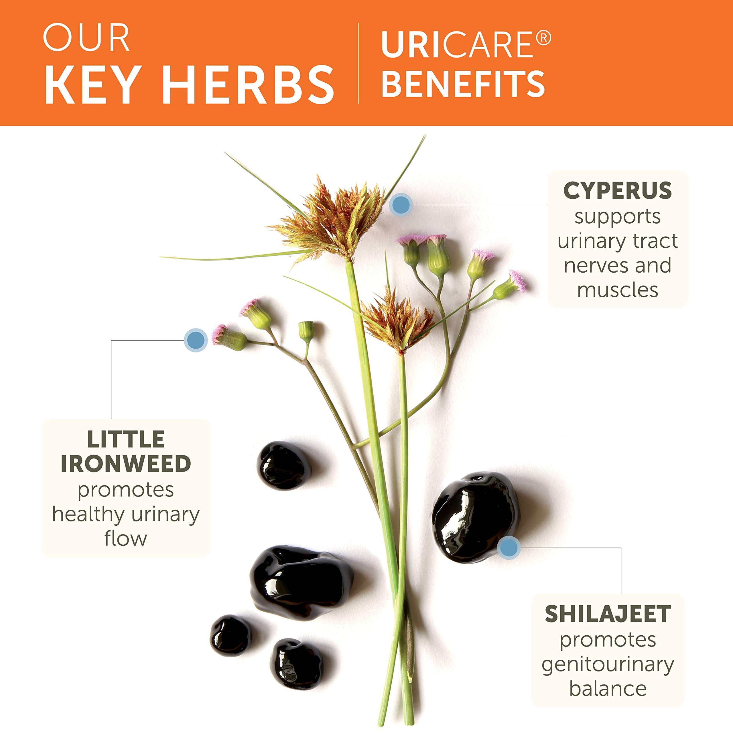 Himalaya UriCare Ayurveda-inspired herbs like Cyperus for balance