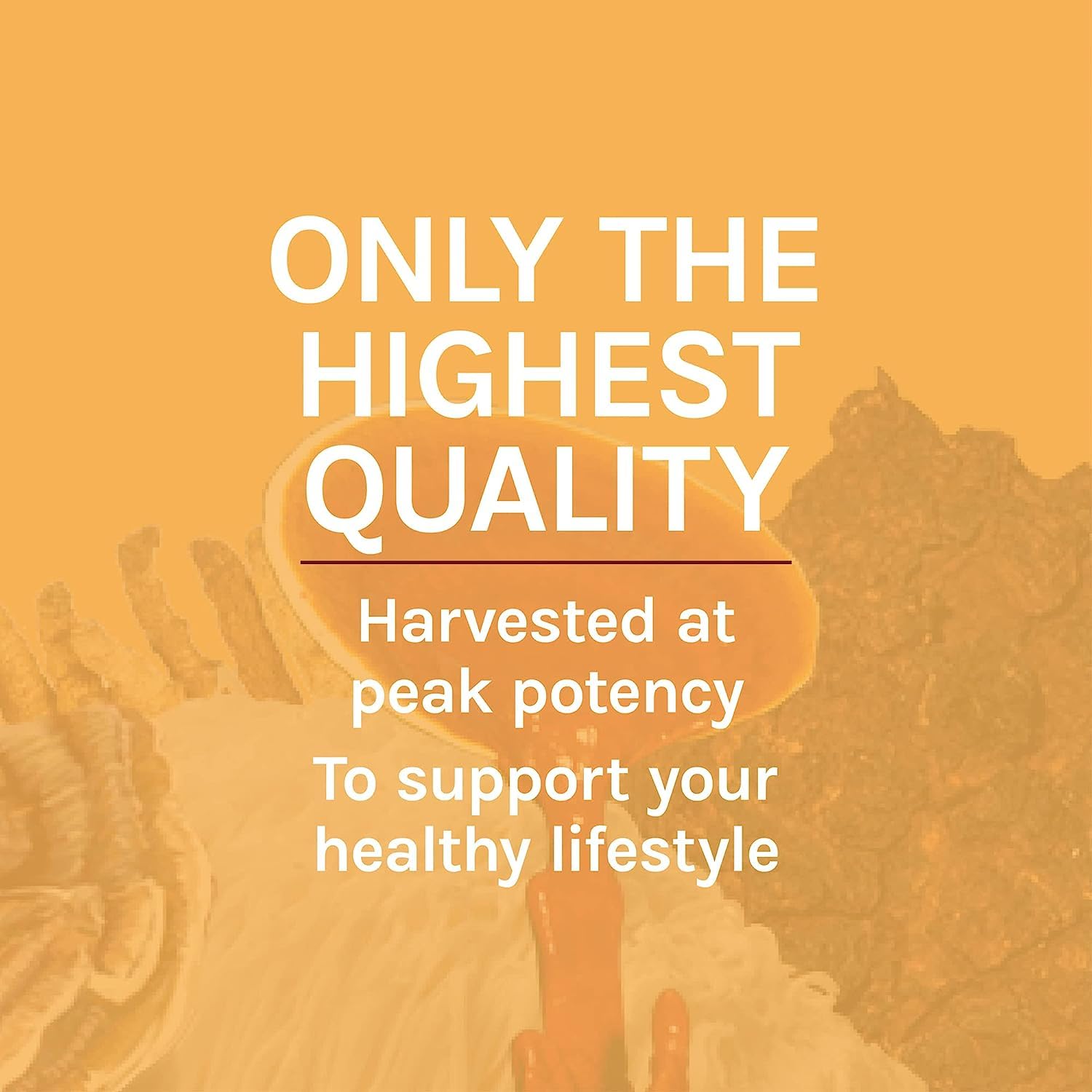 Dropper portion of Host Defense Cordyceps extract in focus for dosing