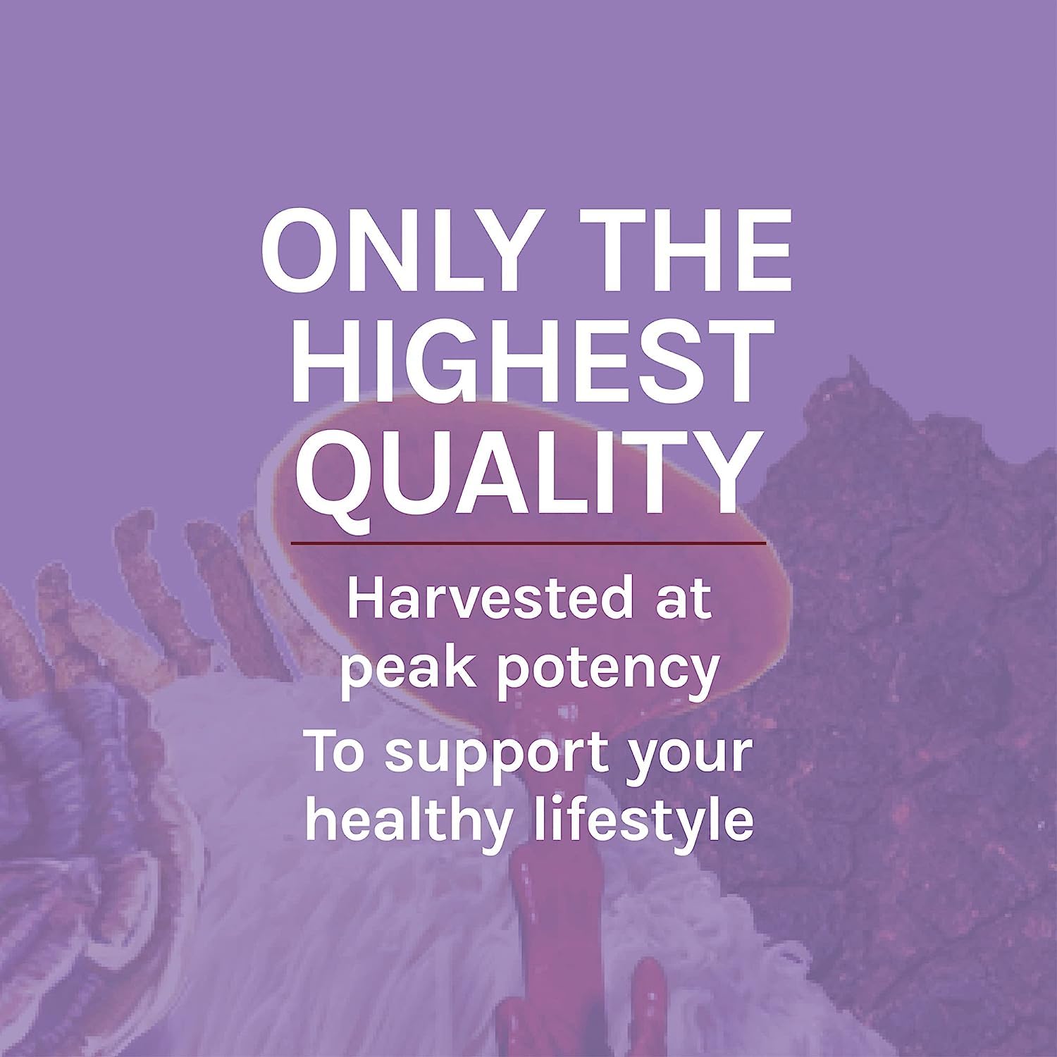 Host Defense Lions Mane bottle packaging closeup signaling premium brain health support.