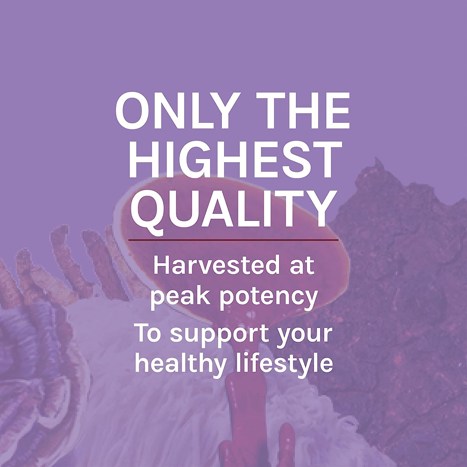 Host Defense Lions Mane bottle on counter for daily routine.