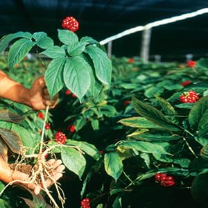 Hsu's American ginseng tea brewing setup showcases natural, earthy profile and soothing aroma.