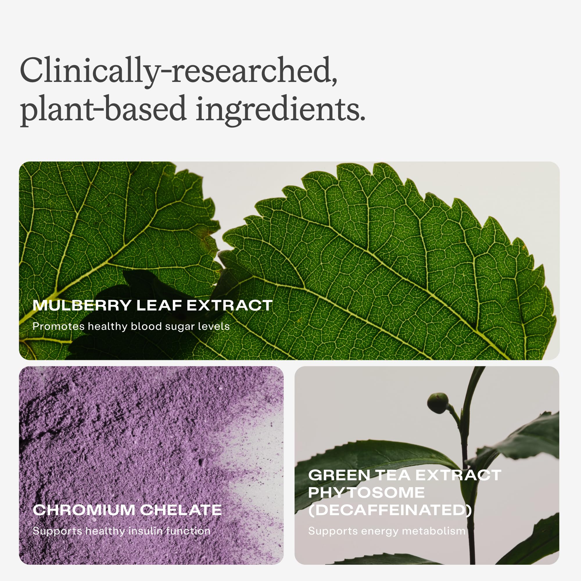 Humann Metabolic Health Daily green tea phytosome close-up emphasizes antioxidants.