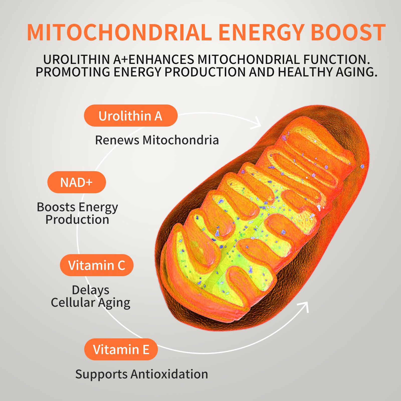 Hywebvctok Urolithin A packaging emphasizes 60 gummies and allergen-free formula
