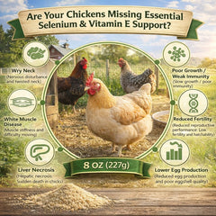 IVULTRA selenium vitamin E powder for poultry measured with scoop for easy dosing.