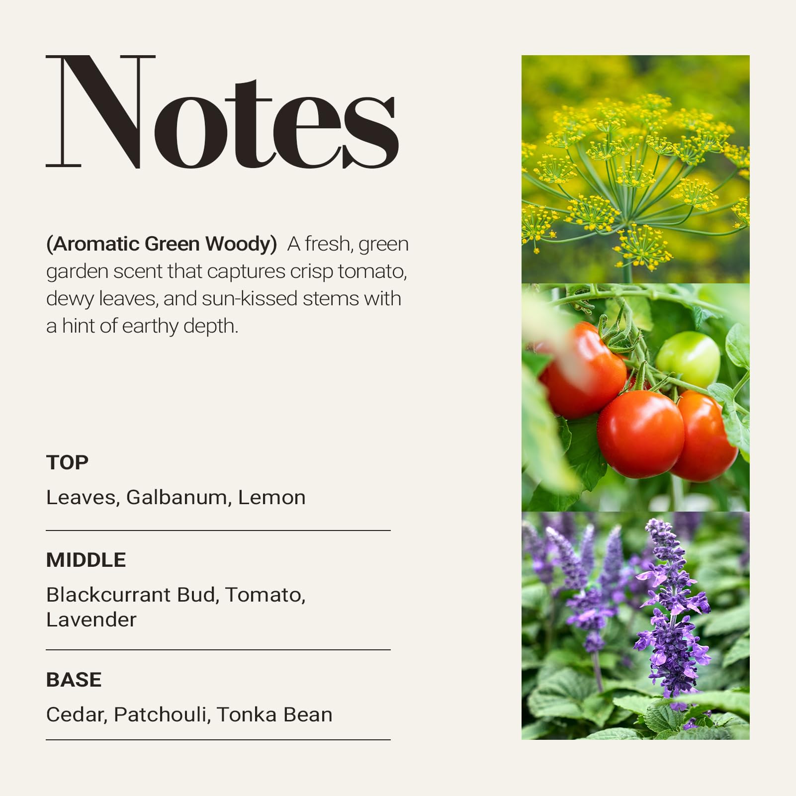JCloud Galbanum Tomato Patchouli essence adds lush, inviting ambiance to any room.