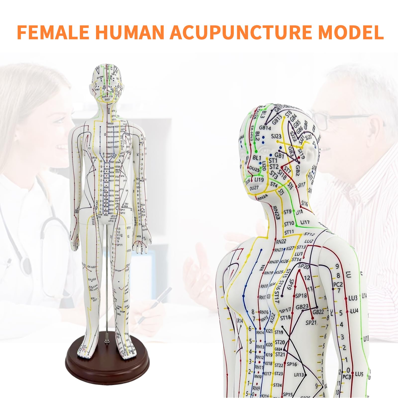 KDJFS 1/3 life-size acupuncture model back view showing latento landmarks