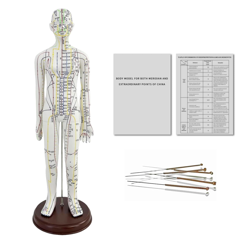 KDJFS 1/3 life-size acupuncture model front view for point location practice
