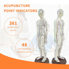KDJFS 1/3 life-size acupuncture model meridian points overview