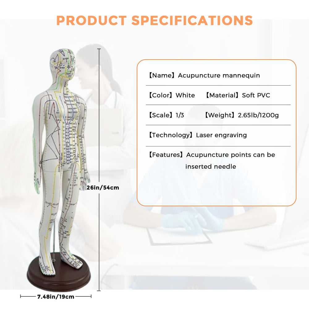 KDJFS 1/3 life-size acupuncture model proportional accuracy and scale