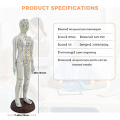 KDJFS 1/3 life-size acupuncture model proportional accuracy and scale