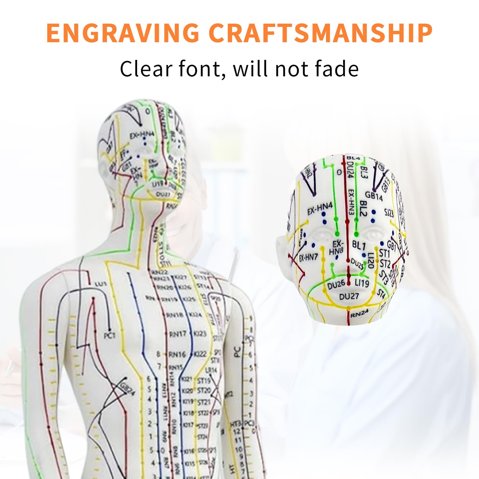 KDJFS 21-inch educational model demonstrating proportional anatomy.