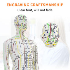 KDJFS 21-inch educational model demonstrating proportional anatomy.