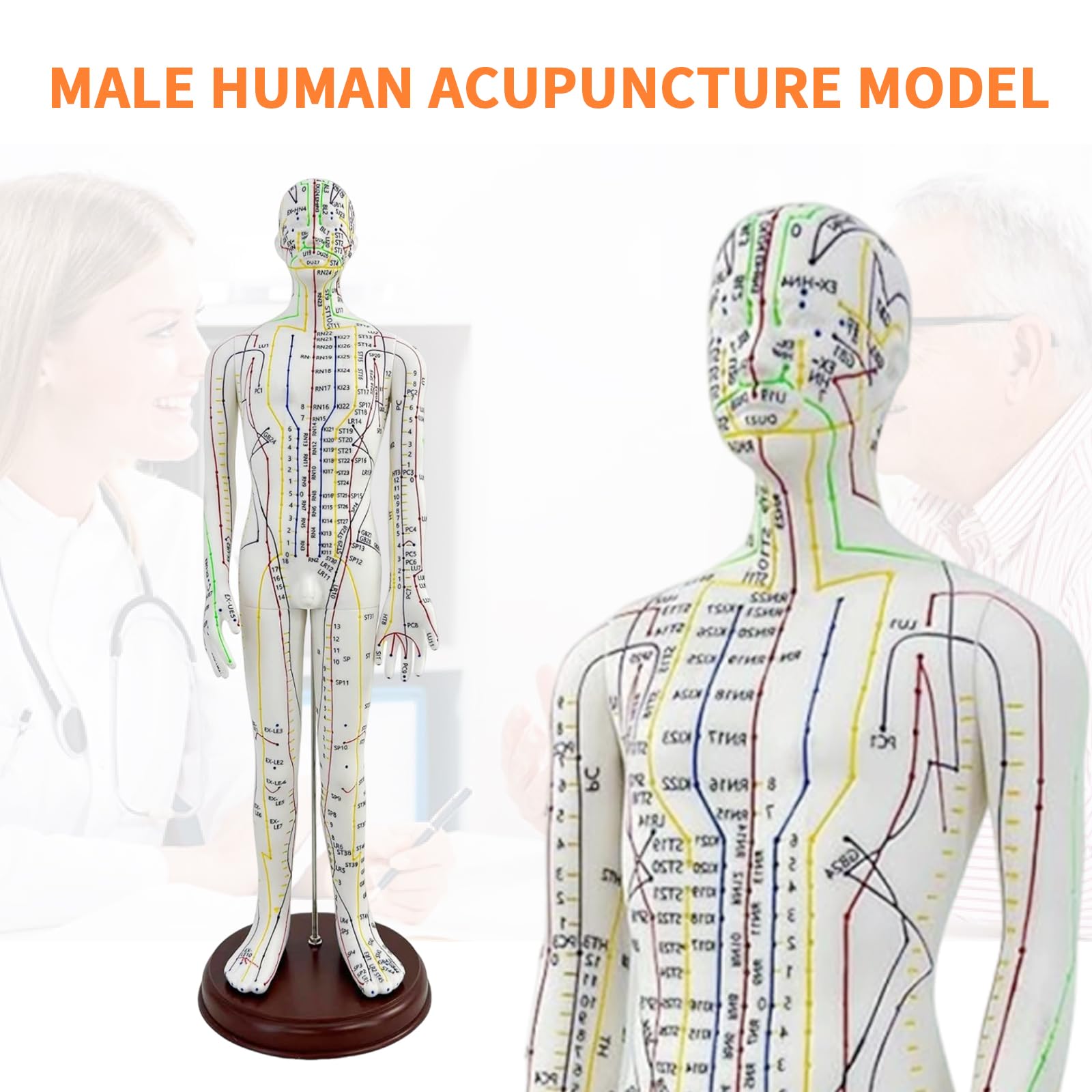 KDJFS 1/3 life-size acupuncture model back view showing point markings for study.
